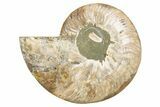 Cut & Polished Ammonite Fossil (Half) - Madagascar #345627-1